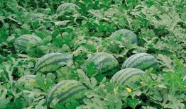 人 朝阳吃瓜51cg,51CG社区里的趣味生活点滴