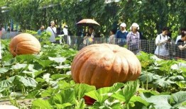 热门大瓜有哪些,揭秘明星幕后故事